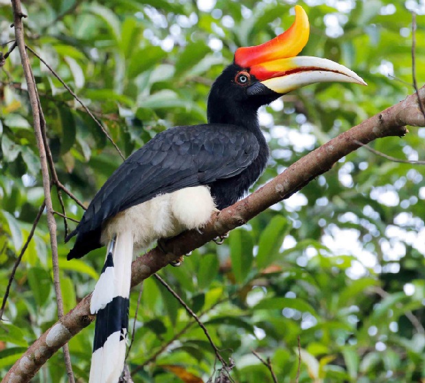 Hornbill