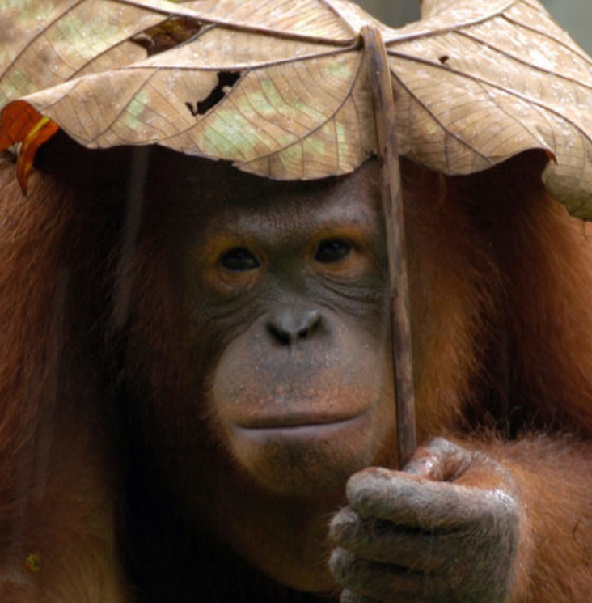 Orang Utan